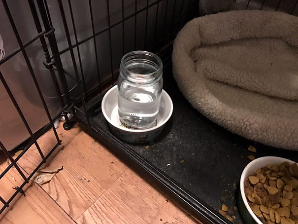 A criança colocou literalmente um jarro de água na tigela do cachorro
